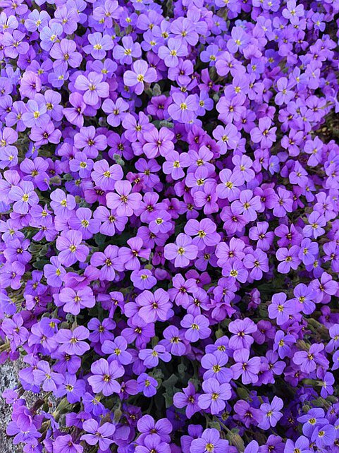 flowers-5282939_640