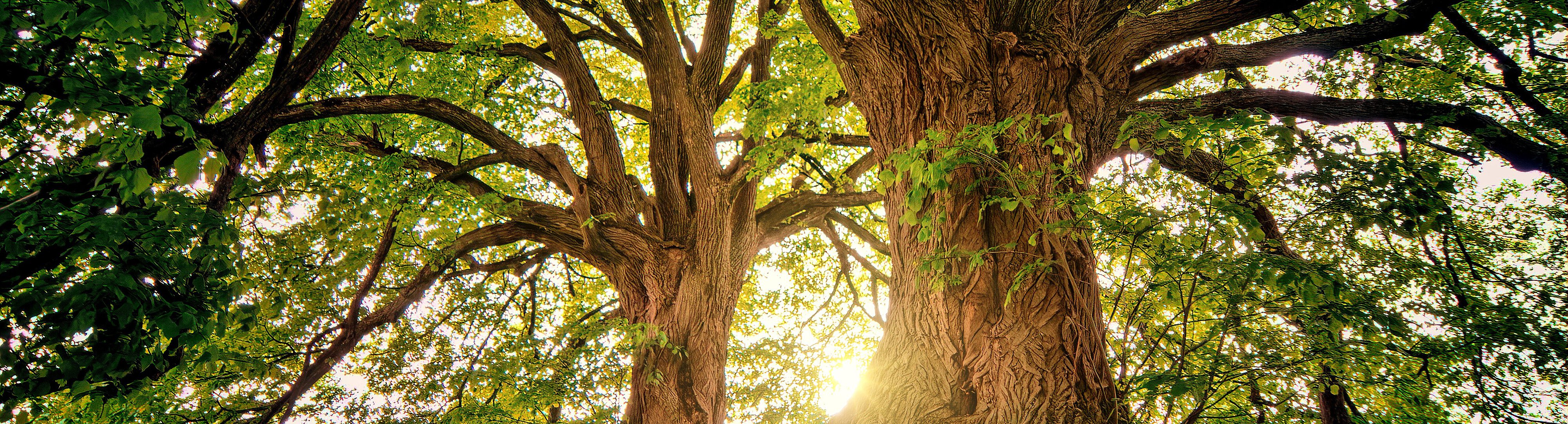 tree-3822149